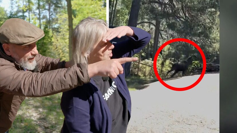 Marko och Irma p&aring; &auml;lgjakt